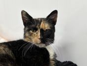 AMber - cudna szylkretka szuka domu!