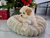 Malenka laleczka Maltipoo Lola juz do odbioru