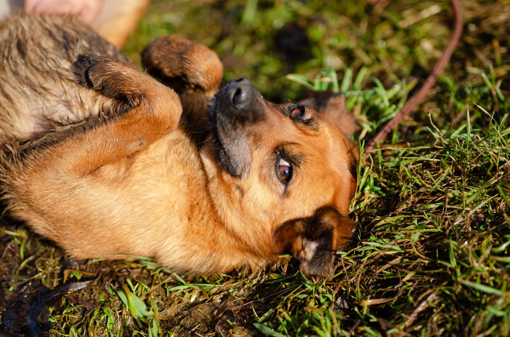 Cudowna, delikatna Kora szuka domu!  - Zdjęcie 1