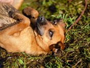 Cudowna, delikatna Kora szuka domu!