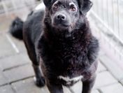 Wyjątkowy Teoś szuka domu!