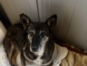 Cudowna Fibi, delikatna sunia BŁAGA o dom!