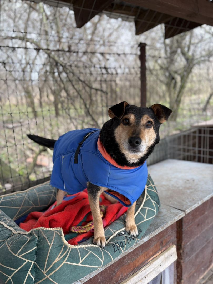 Fiodor - łagodny, grzeczny, zrównoważony!  - Zdjęcie 1