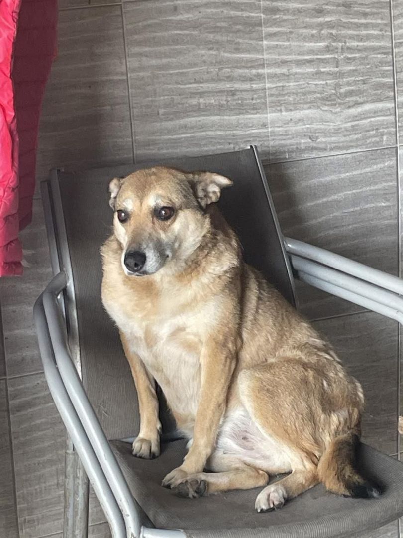 Cudowna Helcia, delikatna, wrażliwa sunia  - Zdjęcie 1