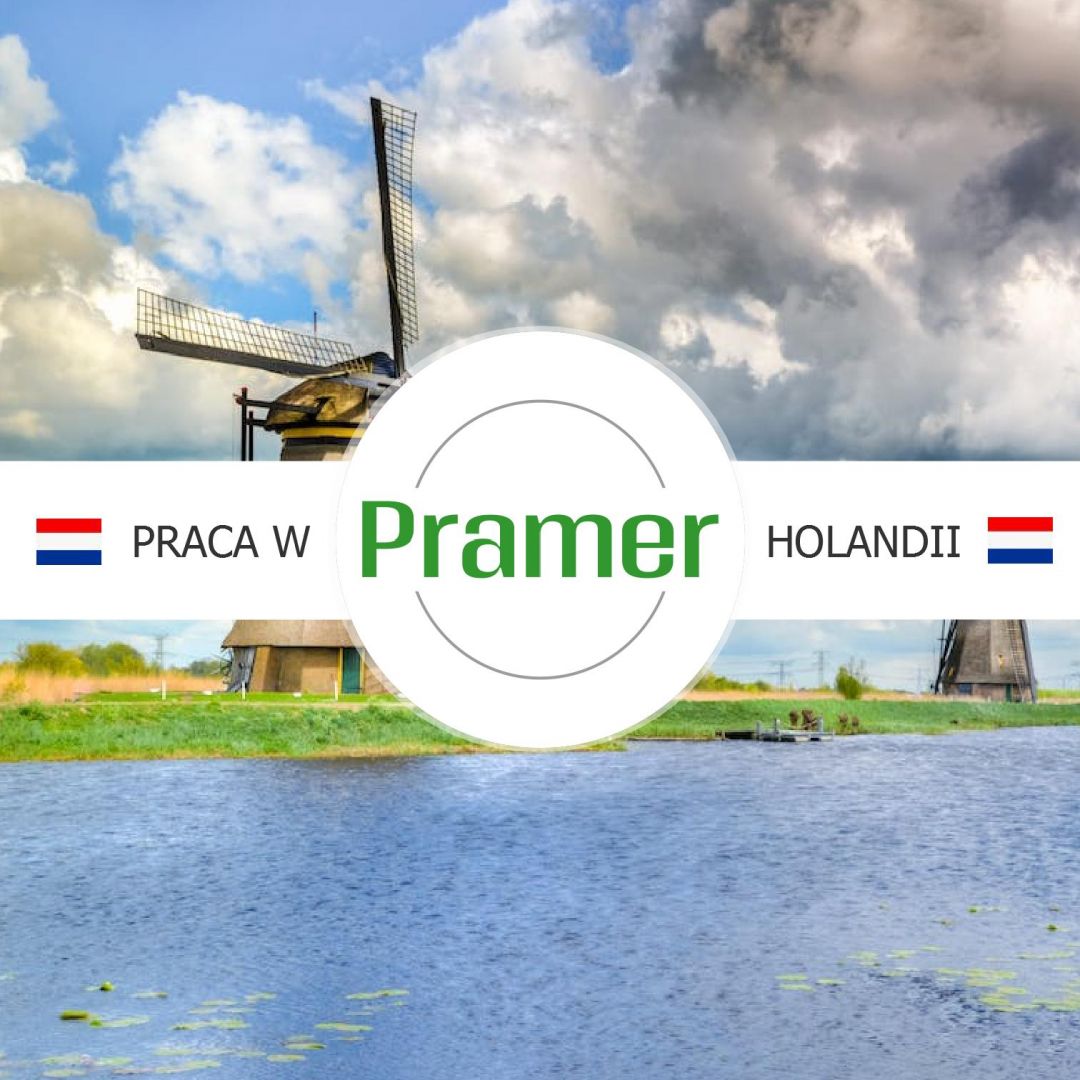 Pracownik przy zbiorze pieczarek - praca w Holandii  - Zdjęcie 1