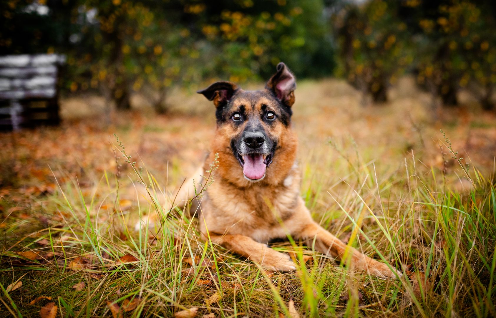Lizak - mądry, łagodny, kochający pies BŁAGA o dom!  - Zdjęcie 1