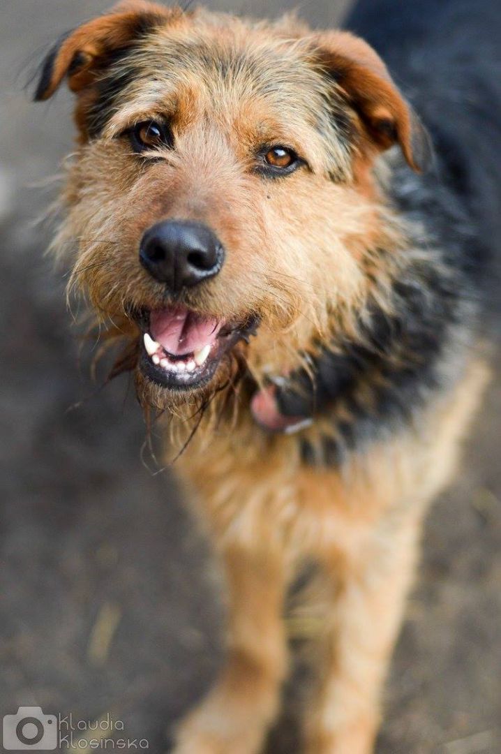 Wezyr - inteligentny psiak w typie terriera  - Zdjęcie 1