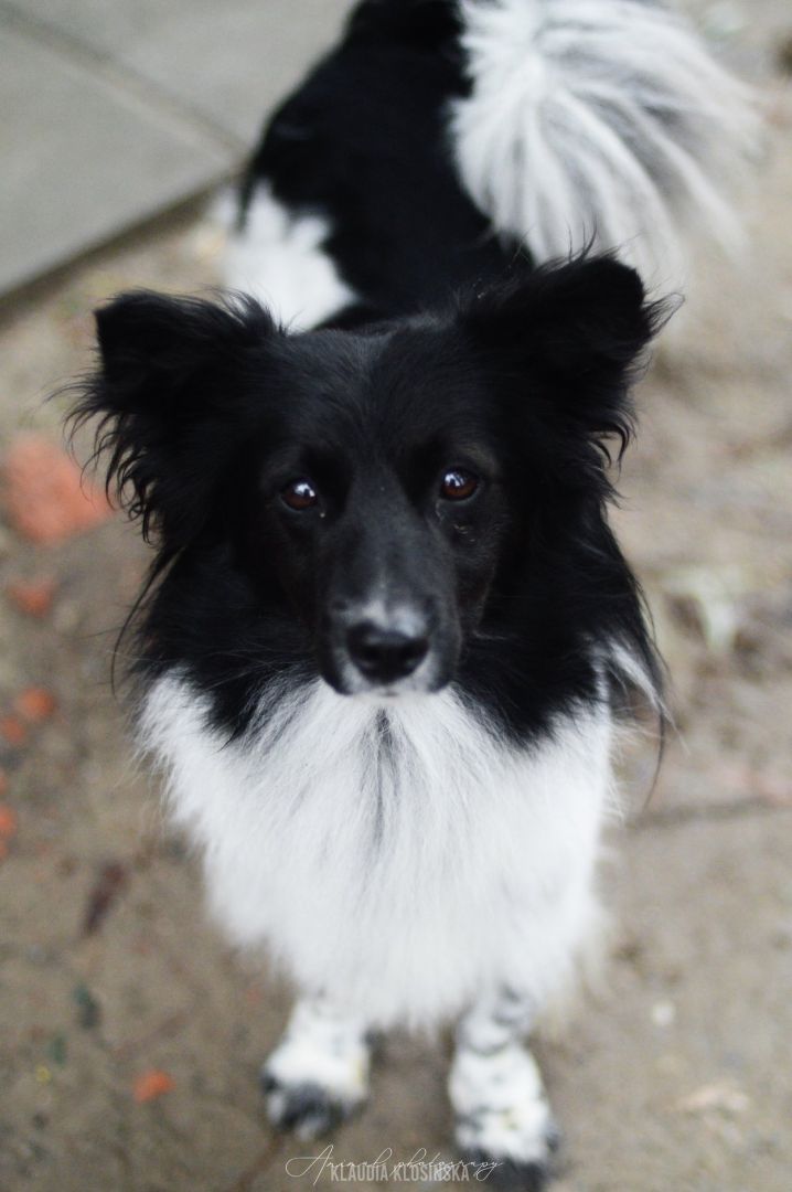 Pędzel - przecudny, niewielki psiak szuka domu!  - Zdjęcie 1