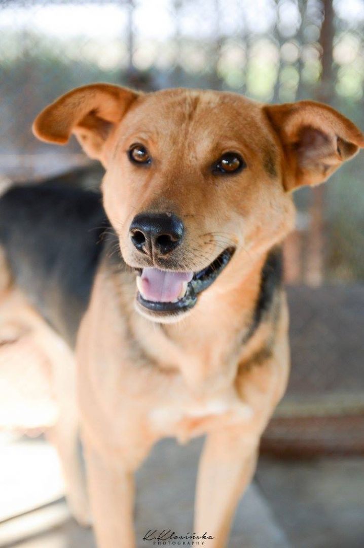 Aron - spokojny psiak szuka kochającego domu!  - Zdjęcie 1