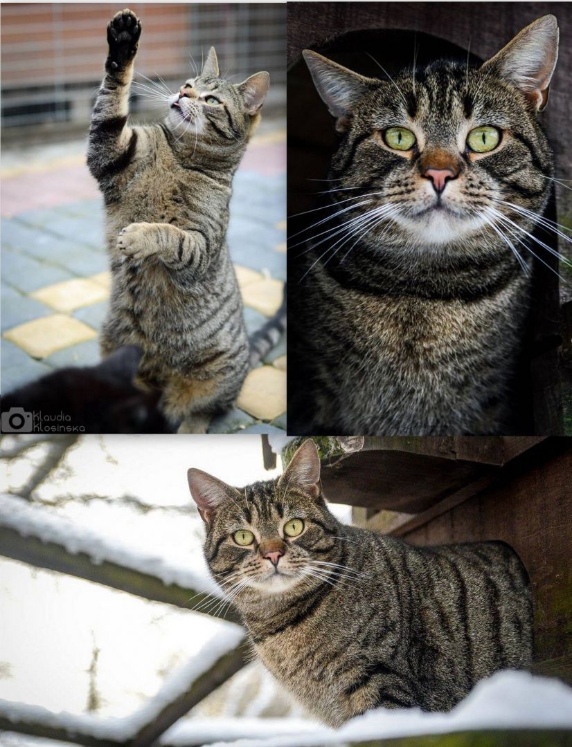 Cudowny Ramzes bez szans na dom...POMOCY!  - Zdjęcie 1