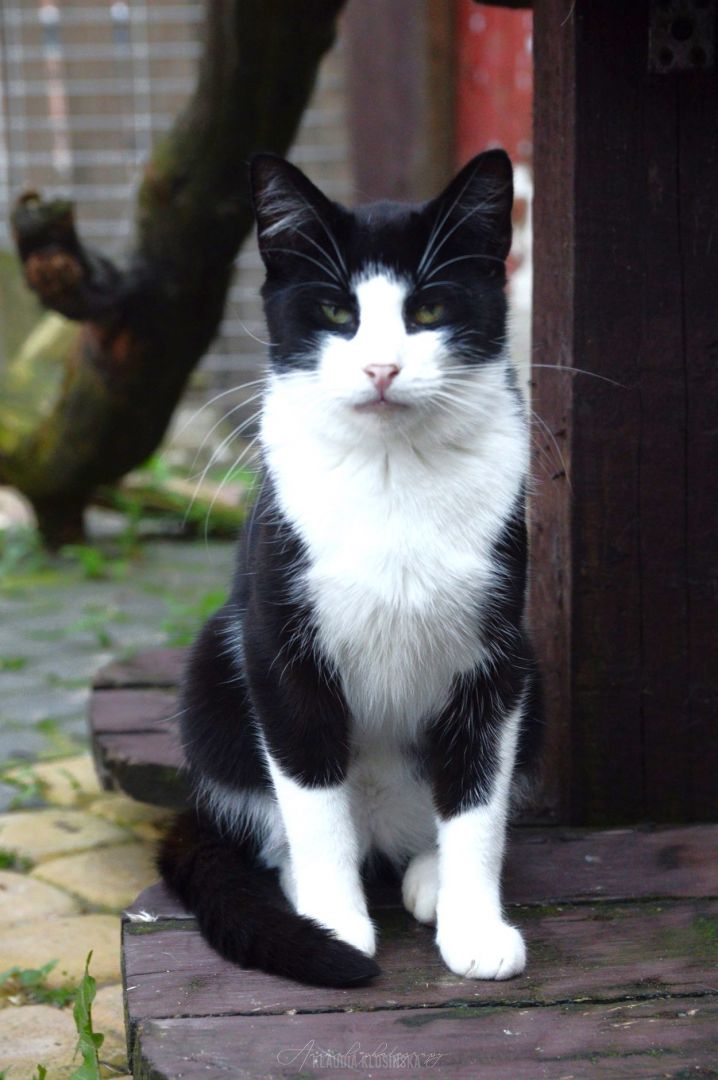 Dany - domowy, wychowany, wesoły kotek!  - Zdjęcie 1