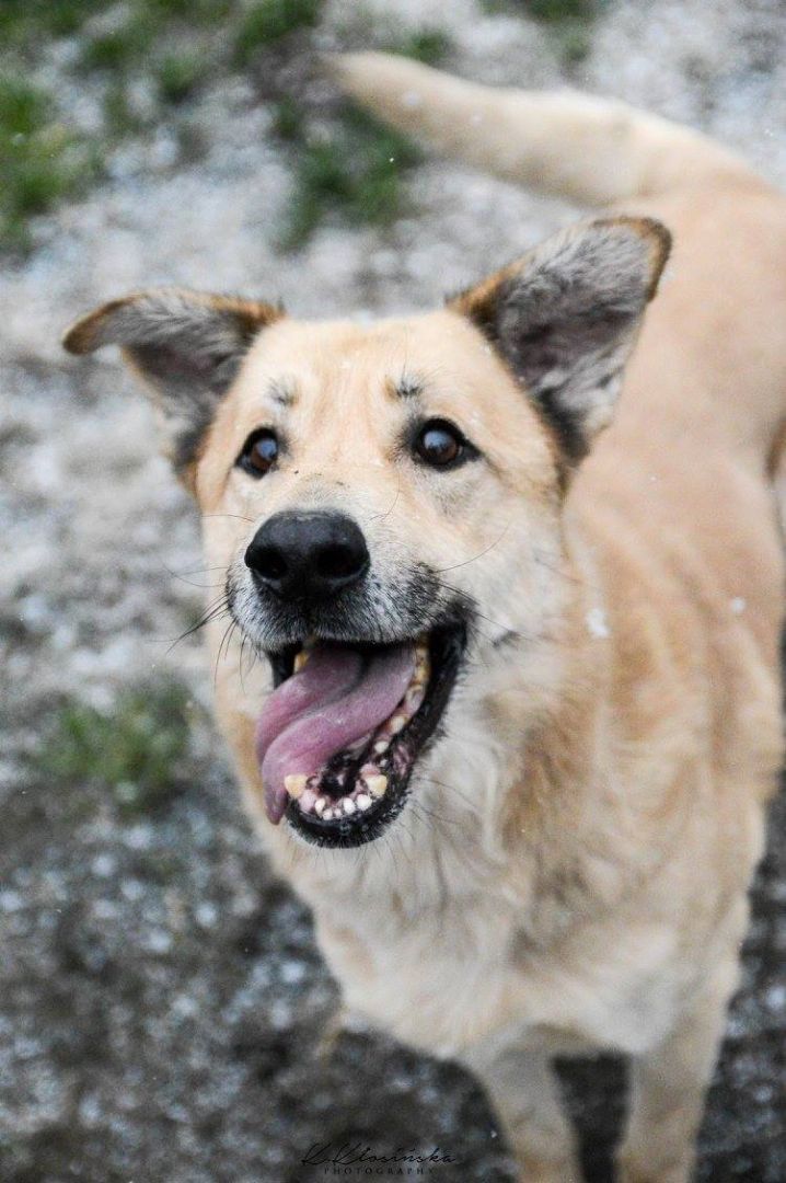 Dex - kochany, wierny pies szuka domu!  - Zdjęcie 1