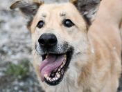 Dex - kochany, wierny pies szuka domu!