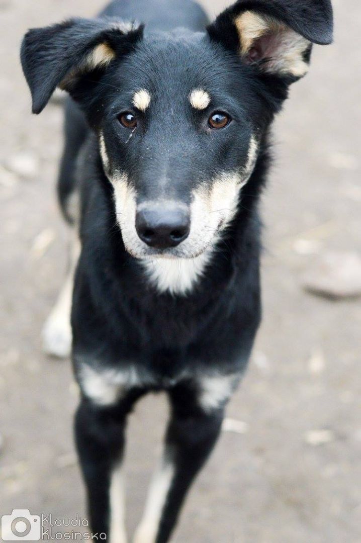 Pixel - wesoły, łagodny psiak szuka domu!  - Zdjęcie 1