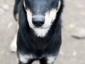 Pixel - wesoły, łagodny psiak szuka domu!