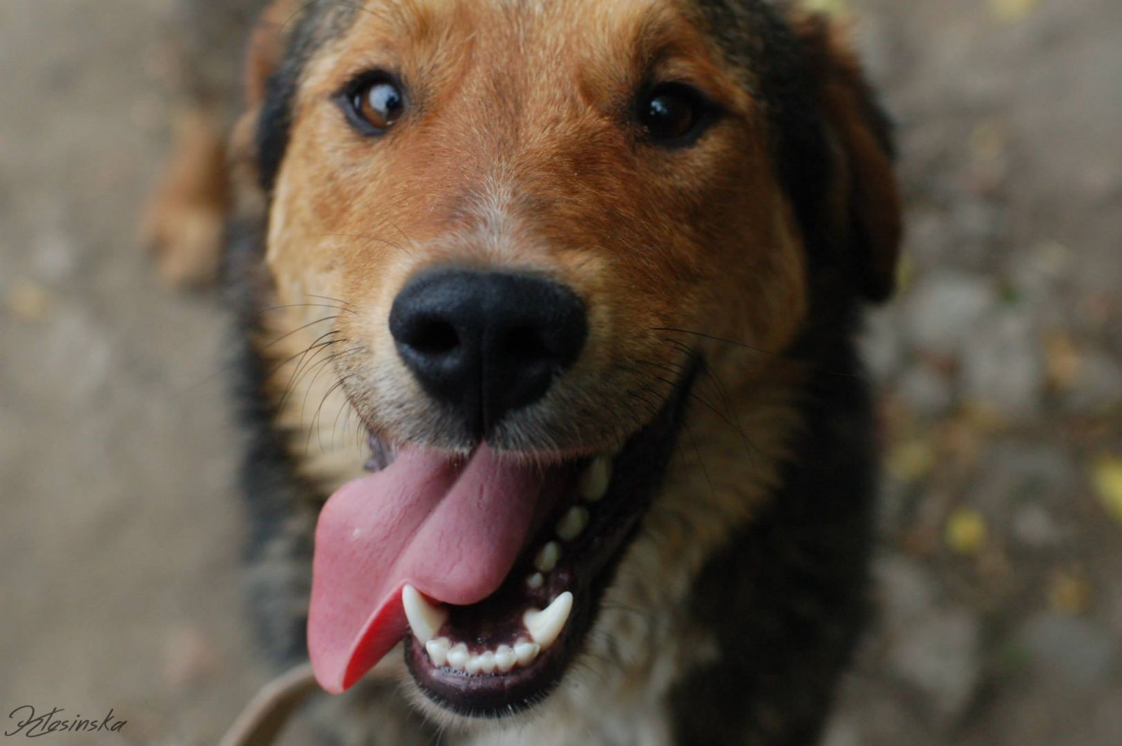 Kapral - przyjazny, wesoły psiak szuka domu!  - Zdjęcie 1