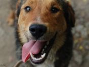 Kapral - przyjazny, wesoły psiak szuka domu!