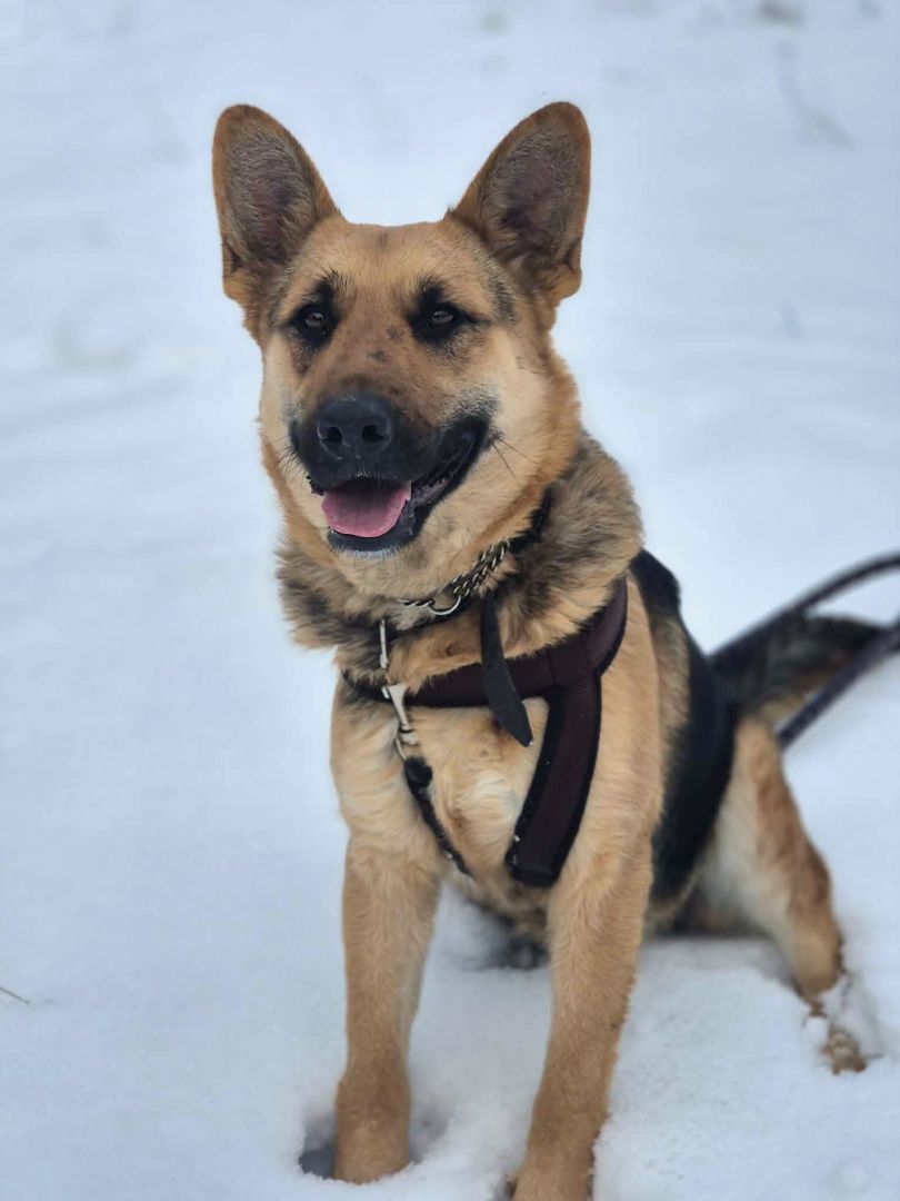 Mona - młoda, wesoła suczka owczarek mix  - Zdjęcie 1