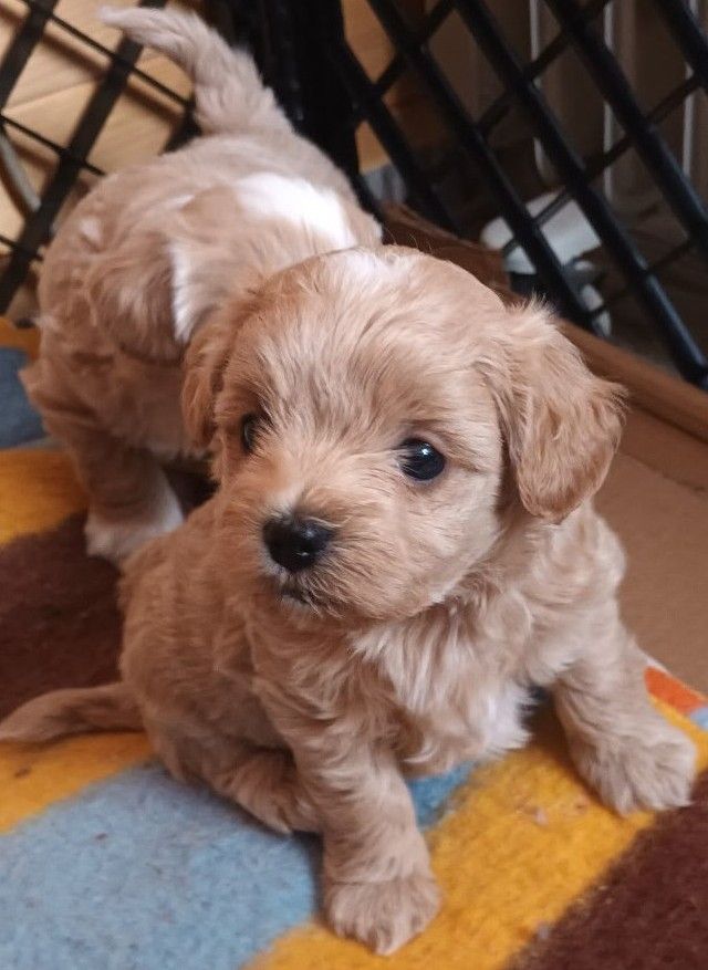Sprzedam pieski rasy maltipoo-metryka, czip, zaszczpione Andrychów - Zdjęcie 1
