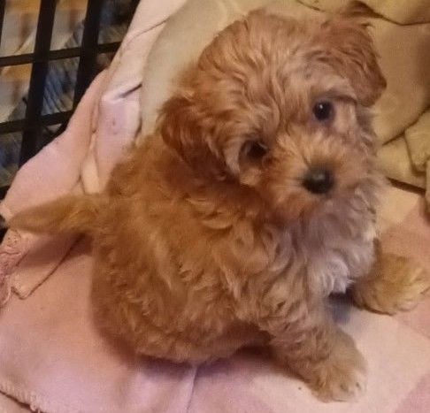 Sprzedam pieska(suczkę)rasy maltipoo-metryka, czip, zaszczepiona Andrychów - Zdjęcie 1