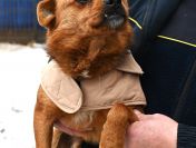 Słodki Ząbek szuka domu, za kilka dni grozi mu schronisko