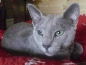 Krycie - Kocur rasy rosyjskiej niebieski z rodowodem wielop.