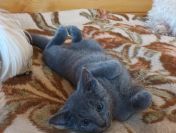 Sprzedam kocięta rasy rosyjskiej niebieskie z rod.szczep.czip