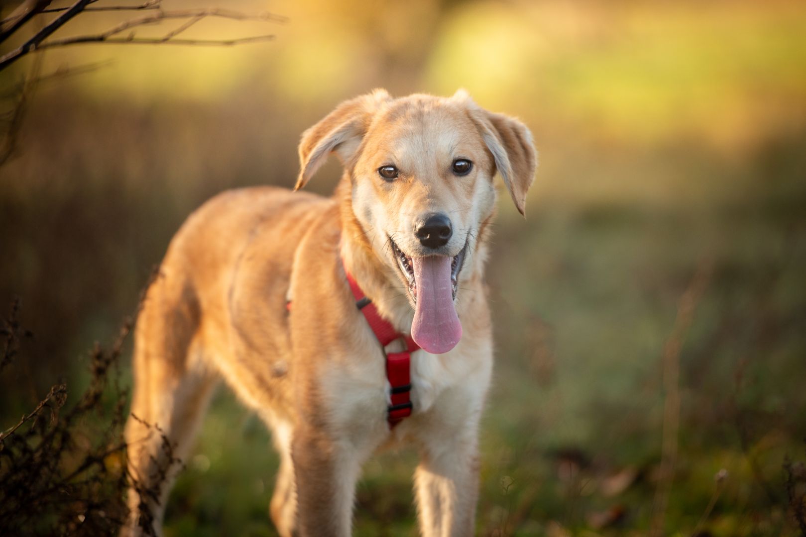Wafel - biszkoptowy SZCZENIAK szuka domu!  - Zdjęcie 1
