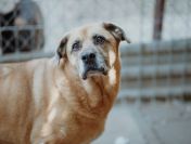 Suzi - domowa, wychowana suczka szuka domu!