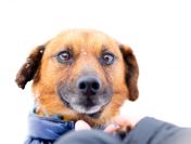 Korek - prawdziwy pies na medal!