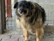 Szprycha - delikatna, nieśmiała sunia szuka domu!