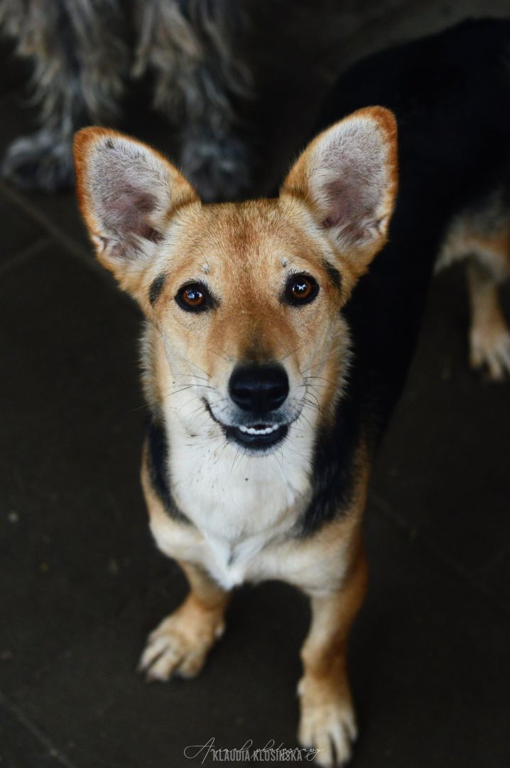 Zuzia - niewielka, delikatna sunia szuka domu!  - Zdjęcie 1