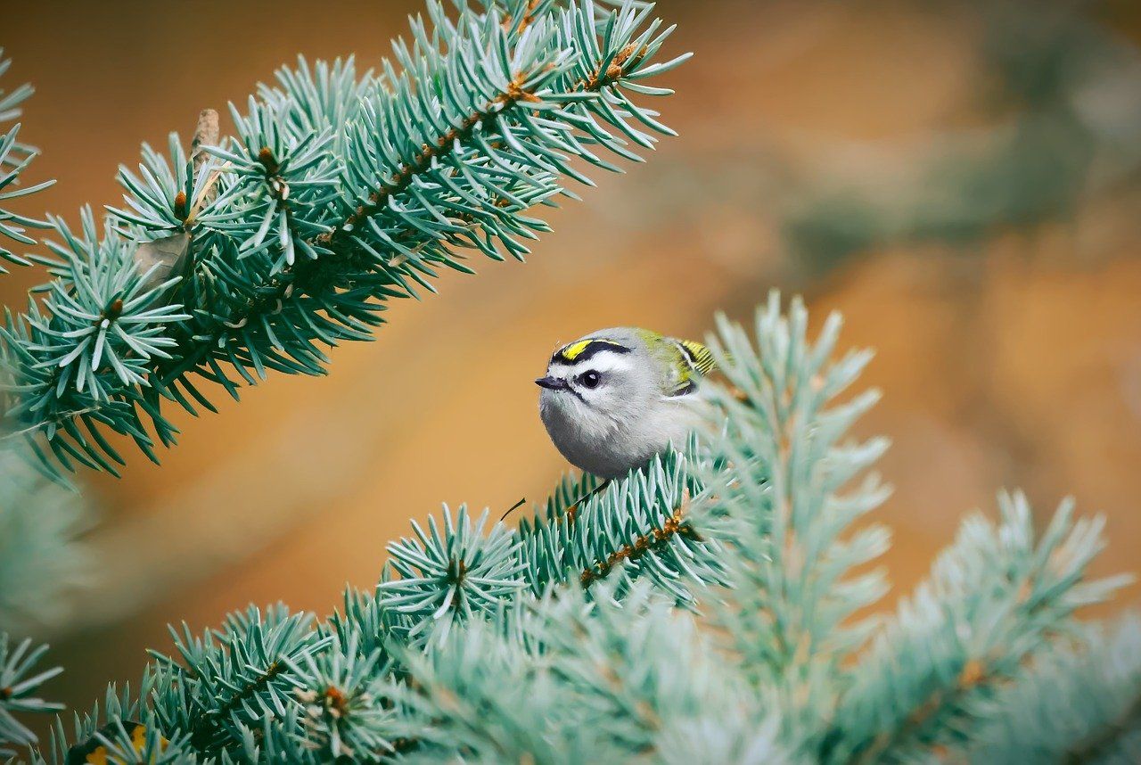 Decyzja środowiskowa na zalesienie działki, tel. 504-746-203,  cena  - Zdjęcie 1