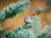 Decyzja środowiskowa na zalesienie działki, tel. 504-746-203,  cena