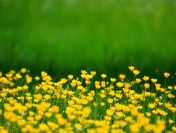 Uzyskanie decyzji środowiskowej odrolnienie działki tel. 504-746-203