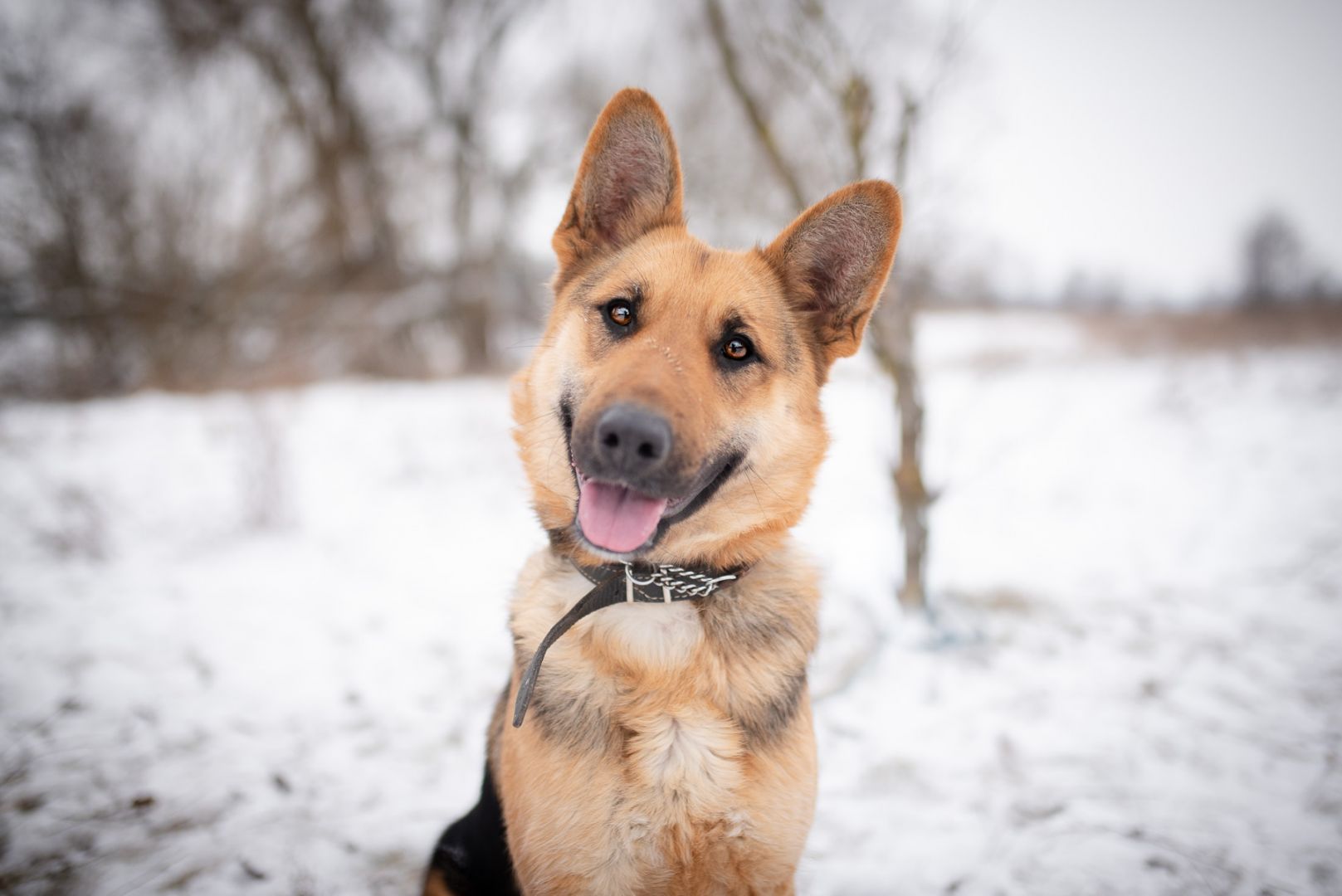Mona - młoda, wesoła suka w typie ON szuka domu!  - Zdjęcie 1