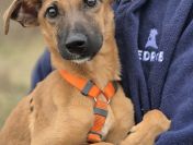 Pelasia - SZCZENIAK, cudna sunia do pokochania!