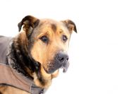 Leon - wielki pies z gołębim sercem szuka domu!