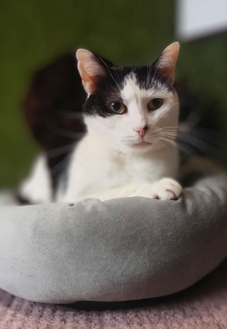 Drucik - delikatny, spokojny kocurek do pokochania!  - Zdjęcie 1