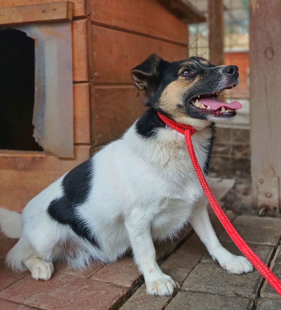 Maleńka Suzi szuka odpowiedzialnego domu!  - Zdjęcie 1