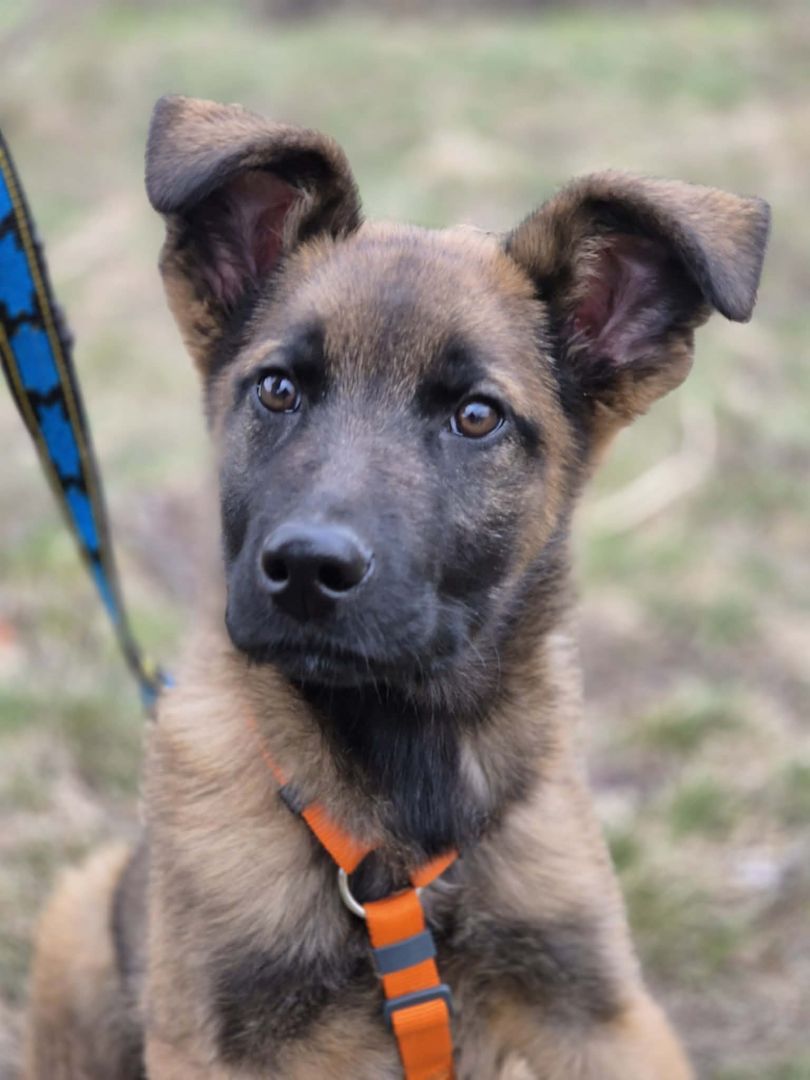 Morusek - delikatny, 4 miesięczny SZCZENIAK szuka domu!  - Zdjęcie 1