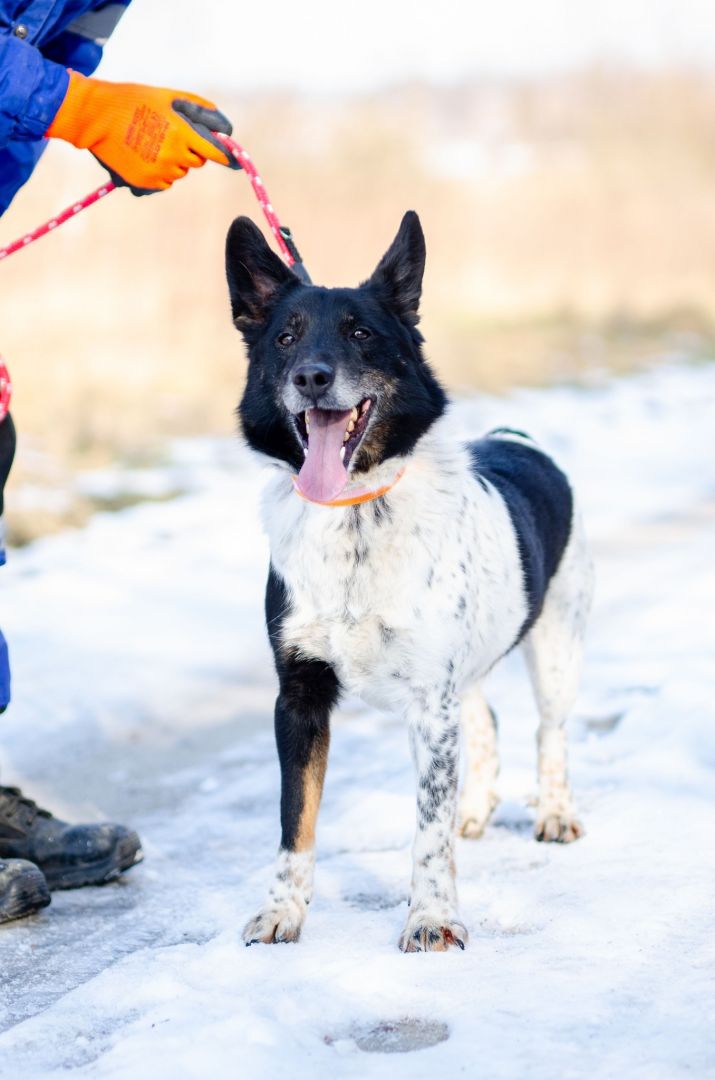Łatek - przyjaciel na dobre i na złe!  - Zdjęcie 1
