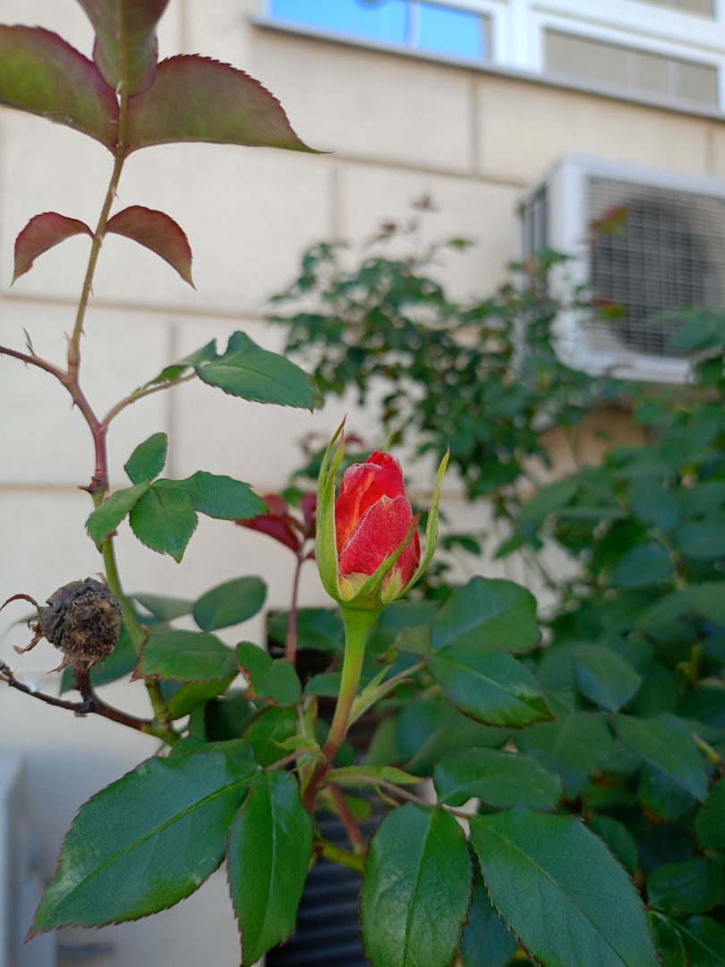 Sympatyczną koleżankę zatrudnię Kraków - Zdjęcie 1