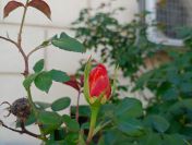 Sympatyczną koleżankę zatrudnię