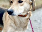 Od szczeniaka w schronisku, Kira błaga o dom!