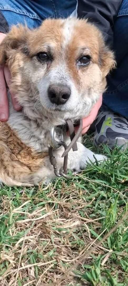 Brylant - niewielki, domowy psiak szuka domu!  - Zdjęcie 1