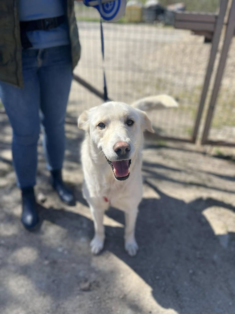 Rodzinny, inteligentny psiak szuka domu!  - Zdjęcie 1