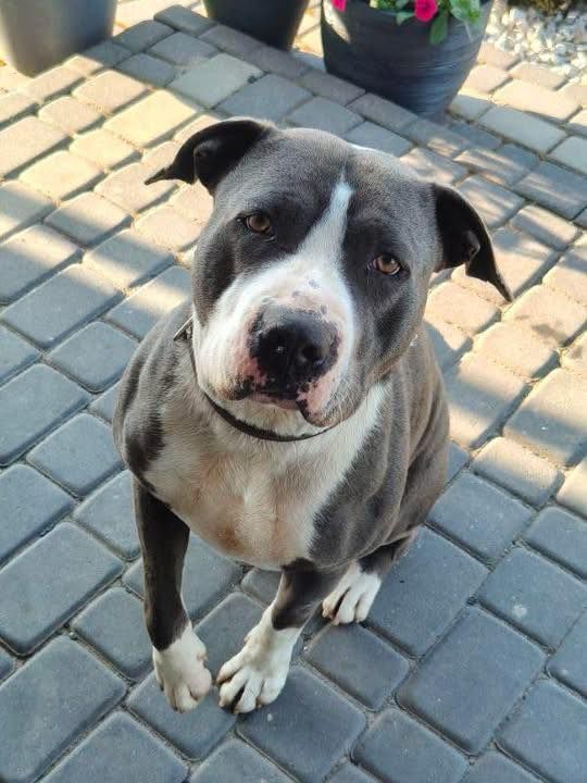 Cudowny, młody, domowy amstaff szuka domu!  - Zdjęcie 1
