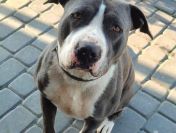 Cudowny, młody, domowy amstaff szuka domu!