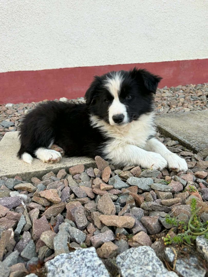 Szczeniaki Border collie oddam za darmo Zapasternicze - Zdjęcie 1